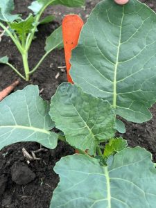 A broccoli plant that has been treated with AL-Bio7