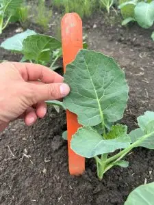 An image of an untreated broccoli plant