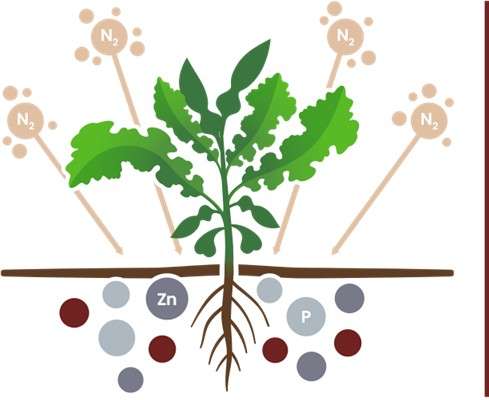 Diagram how AL-Bio21 functions as biofertilizer capable of  releasing P and Zn nutrients from the soil as well as fixing nitrogen