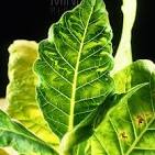 Close up image of a green leaf