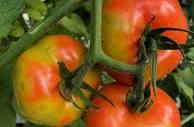 Tomato with Brown Rugose Fruit Virus