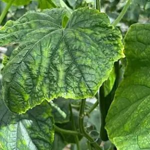 Cucumber Leaf