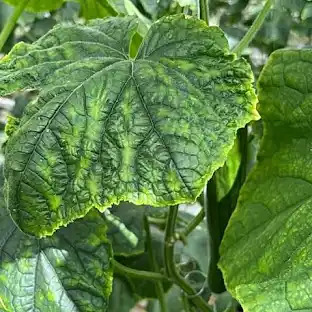 Cucumber Leaf