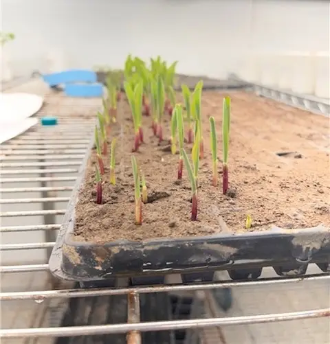 Image of cold germination experiment