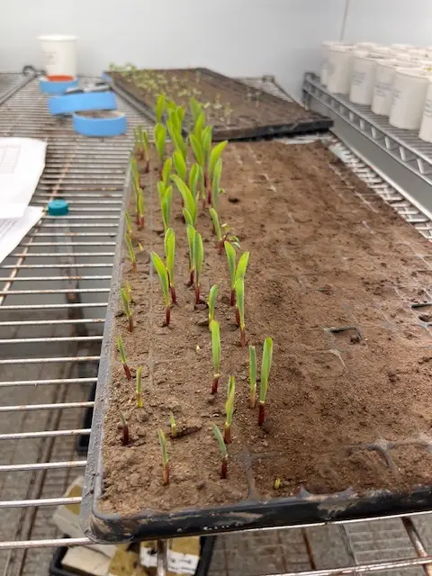 An image of the cold germination experiment
