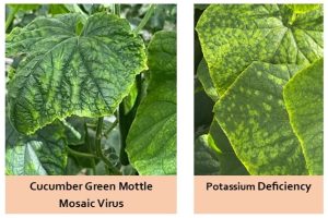 cgmmv-cucumber-leaf.jpg Cucumber leaf showing CGMMV mosaic patternPotassium deficiency causing yellow cucumber leaf margins