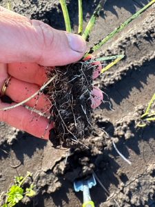 Celery plant roots after one week