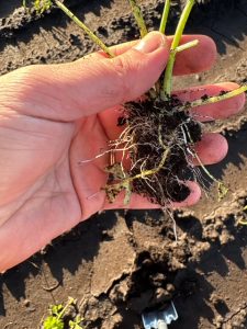 Celery plant roots after one week