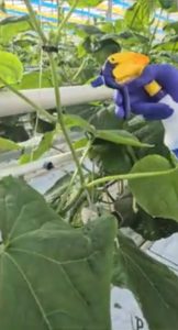 Spraying Cuc Guard on cucumber leaf