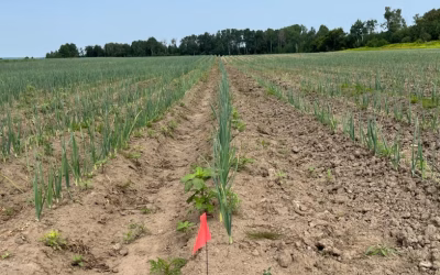 A field with the left side had ALBio 7 applied to it and righthand side as a control