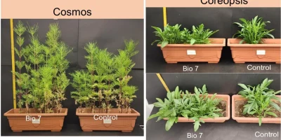 Cosmos, and Coreopsis Bio 7 Trial