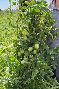 Untreated Tomato plant