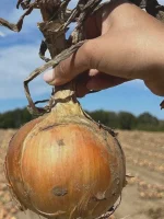 An Onion