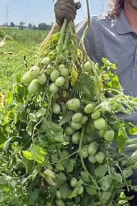AL-Bio7 Treated Tomato plant
